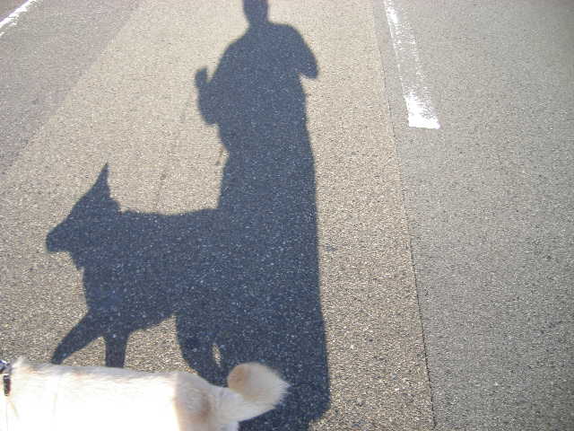 shadow-dog.jpg