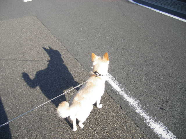 shadow-real-dog.jpg